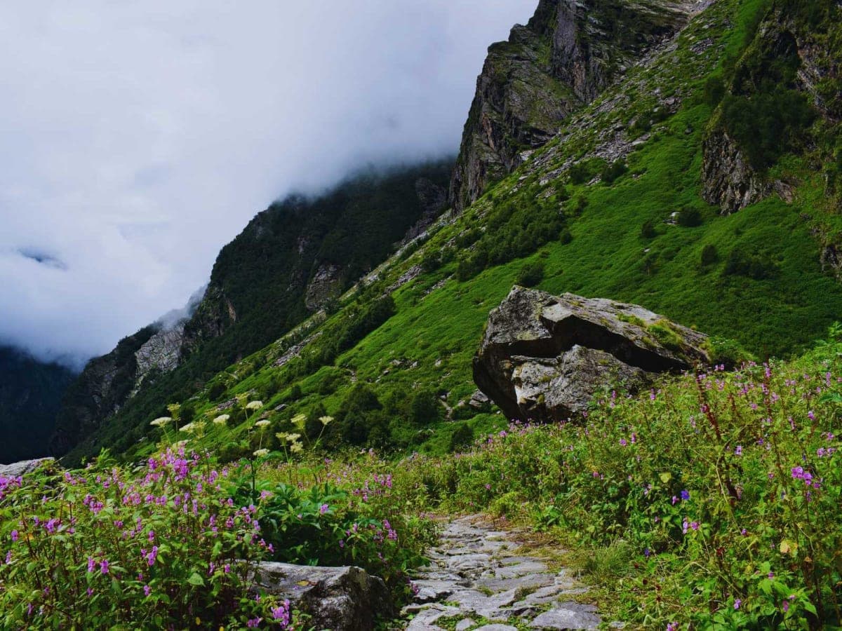 Valley of Flowers — photo 3