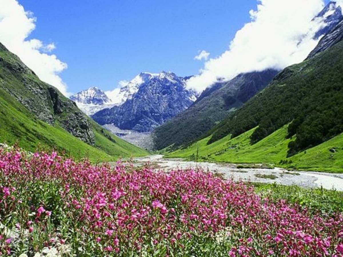 Valley of Flowers — photo 4